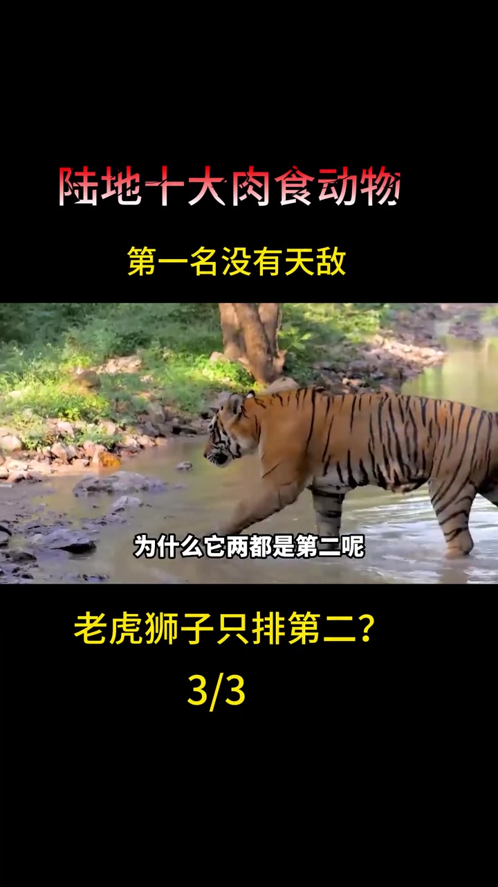 陆地十大食肉动物,第一名除了人类没有天敌,狮子老虎只能当小弟