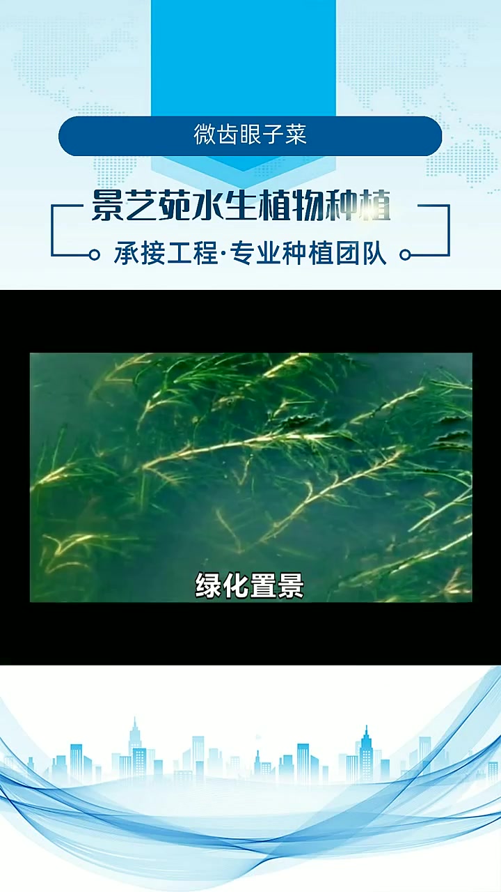 微齿眼子菜