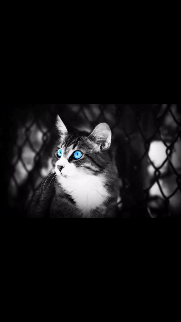 猫咪壁纸不看超后悔