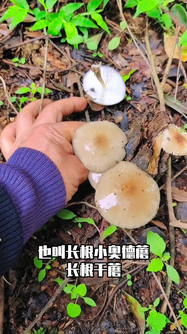长有长长的假根的伪鸡枞菌:卵孢长根菇 萌知计划 科普 鸡枞 野生菌 采蘑菇