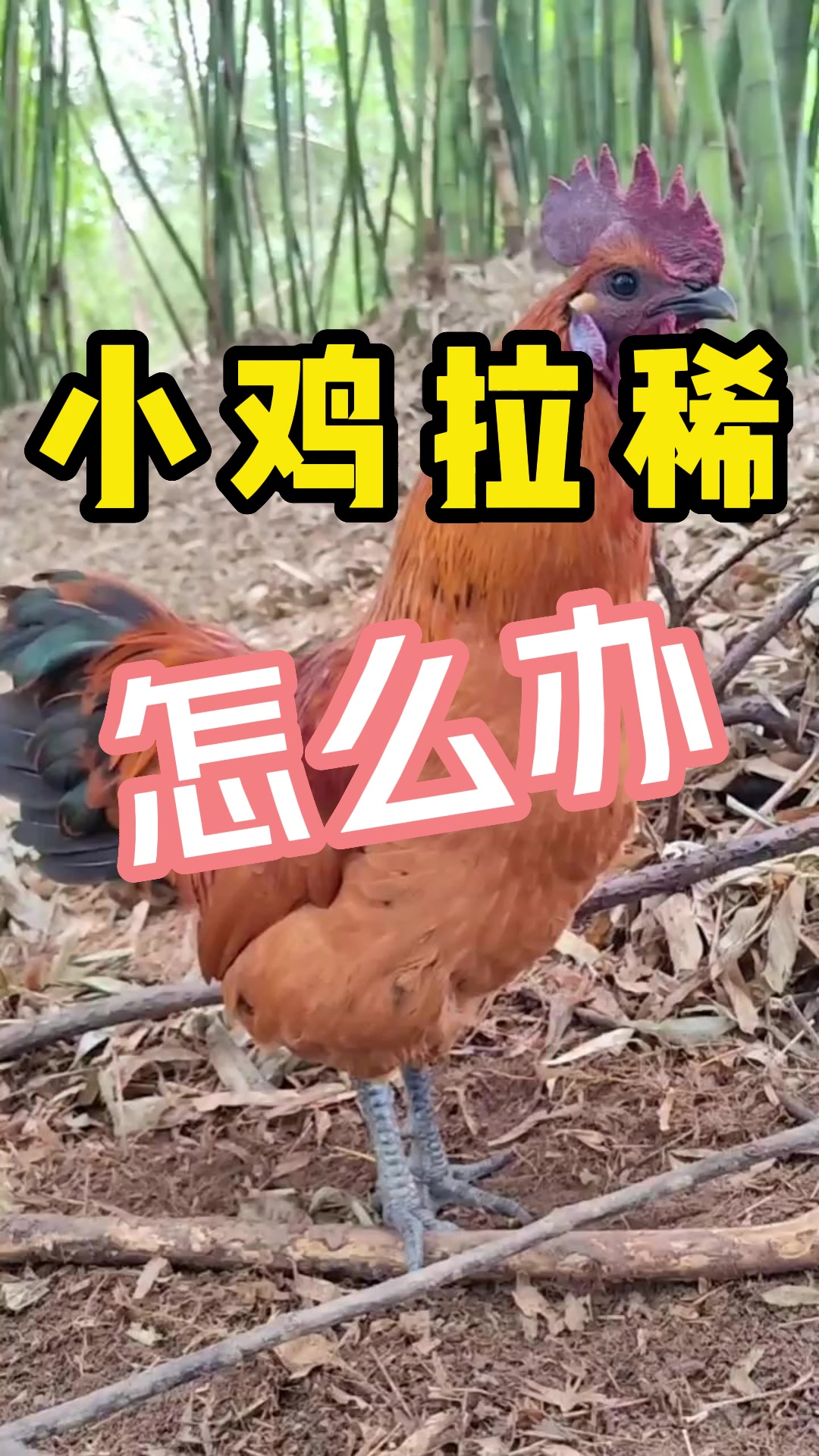 小鸡拉稀怎么办?