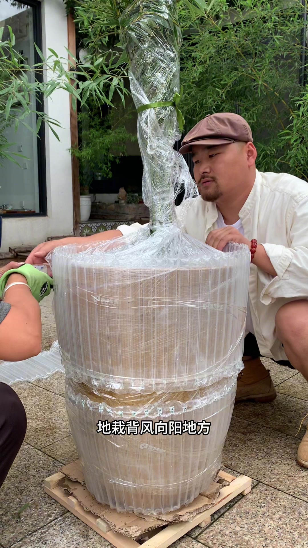 耐寒的冰翠竹 盆栽也好看
