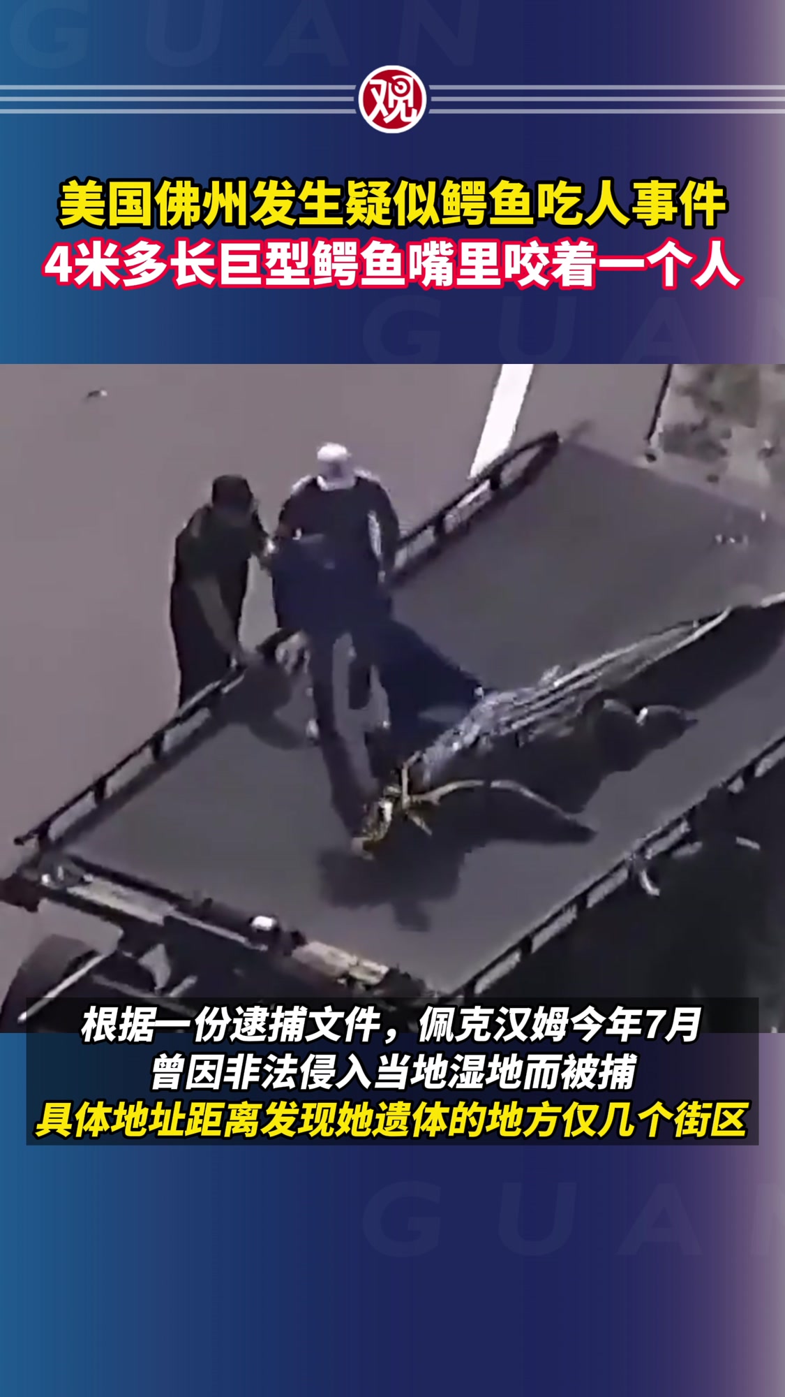 美国佛州发生疑似鳄鱼吃人事件,4米多长巨型鳄鱼嘴里咬着一个人