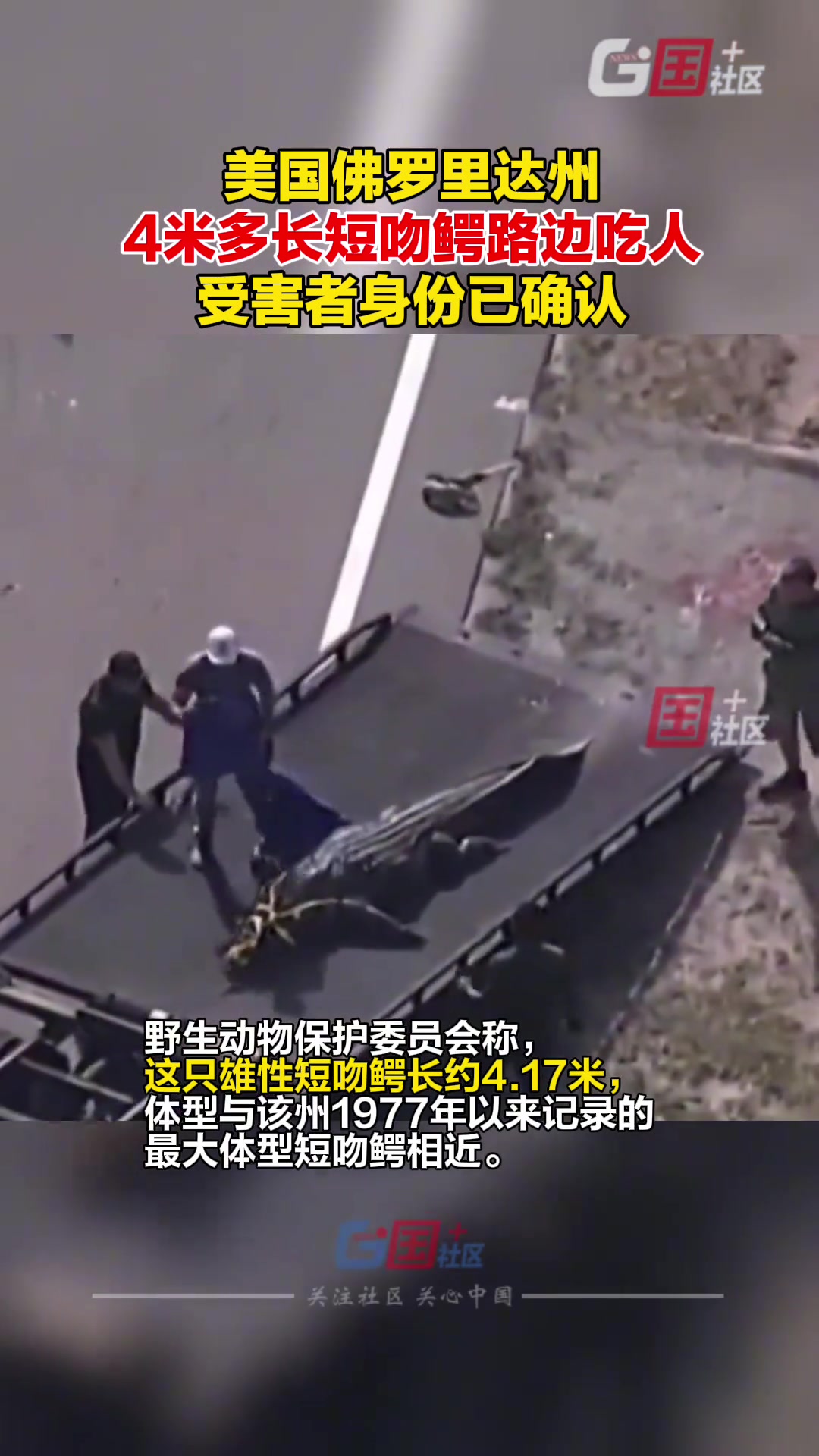 当地时间9月22日,美国佛罗里达州4米多长巨型短吻鳄路边吃人。受害者是一名41岁的女性,目