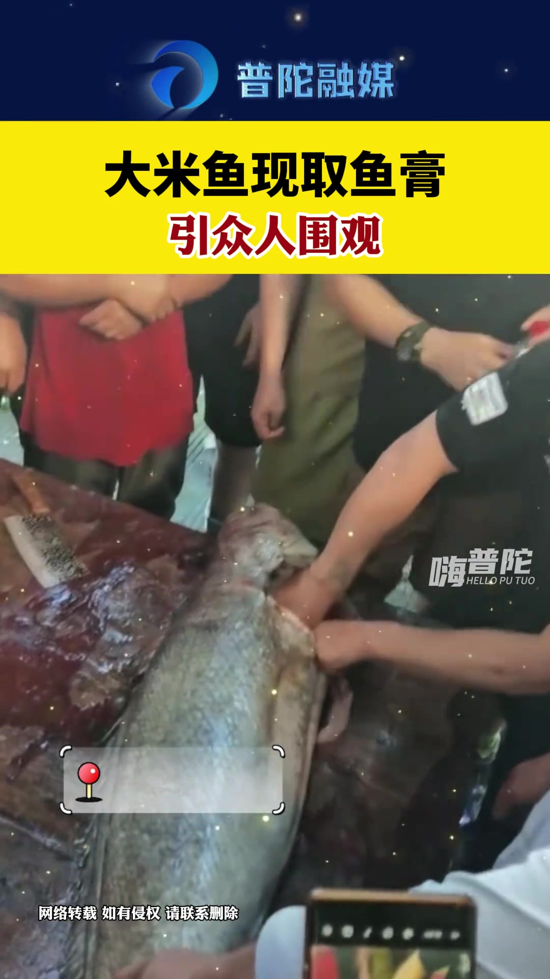 大米鱼现取鱼膏!