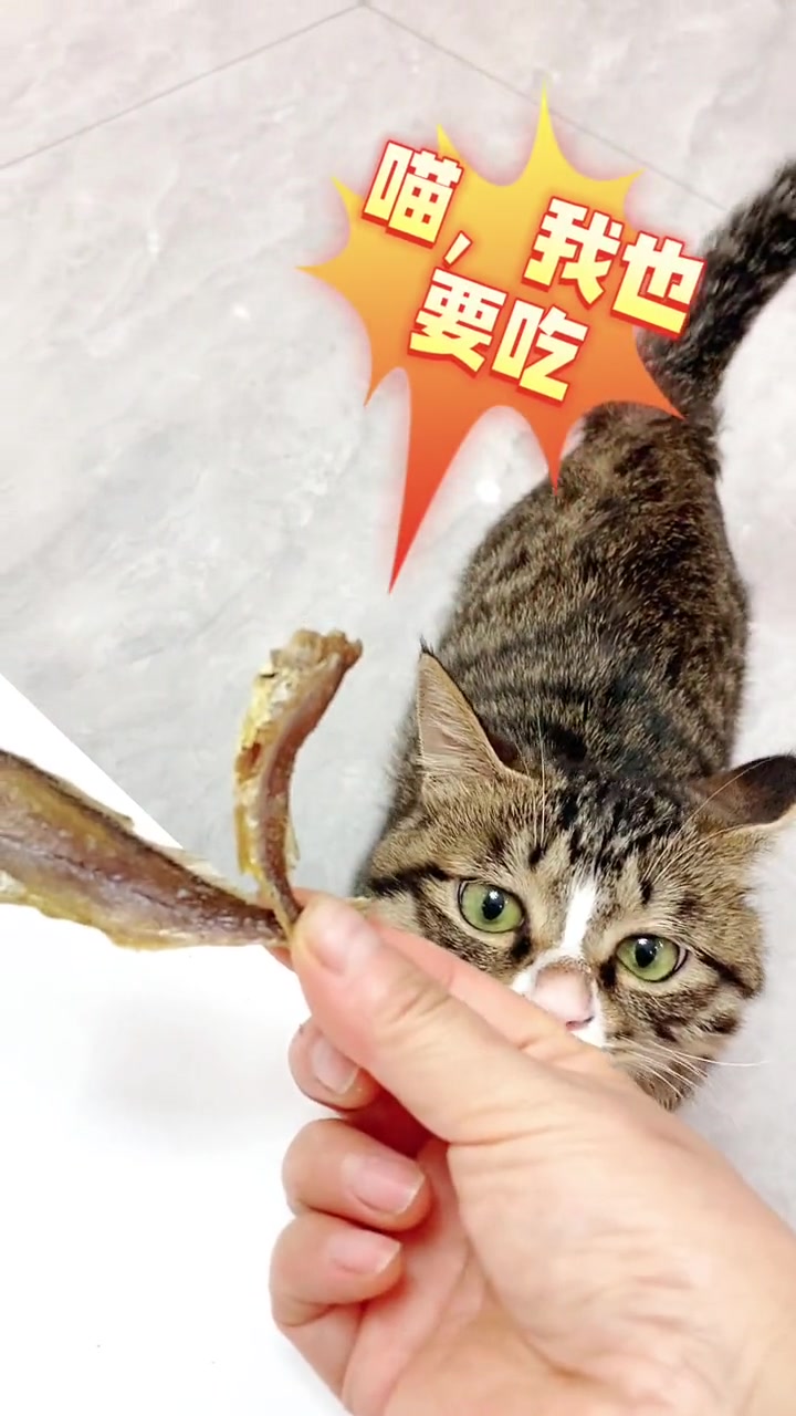 偷拍:我儿子和他的猫,在偷吃我的老海公小酥鱼 妈呀太香了 香酥小黄鱼