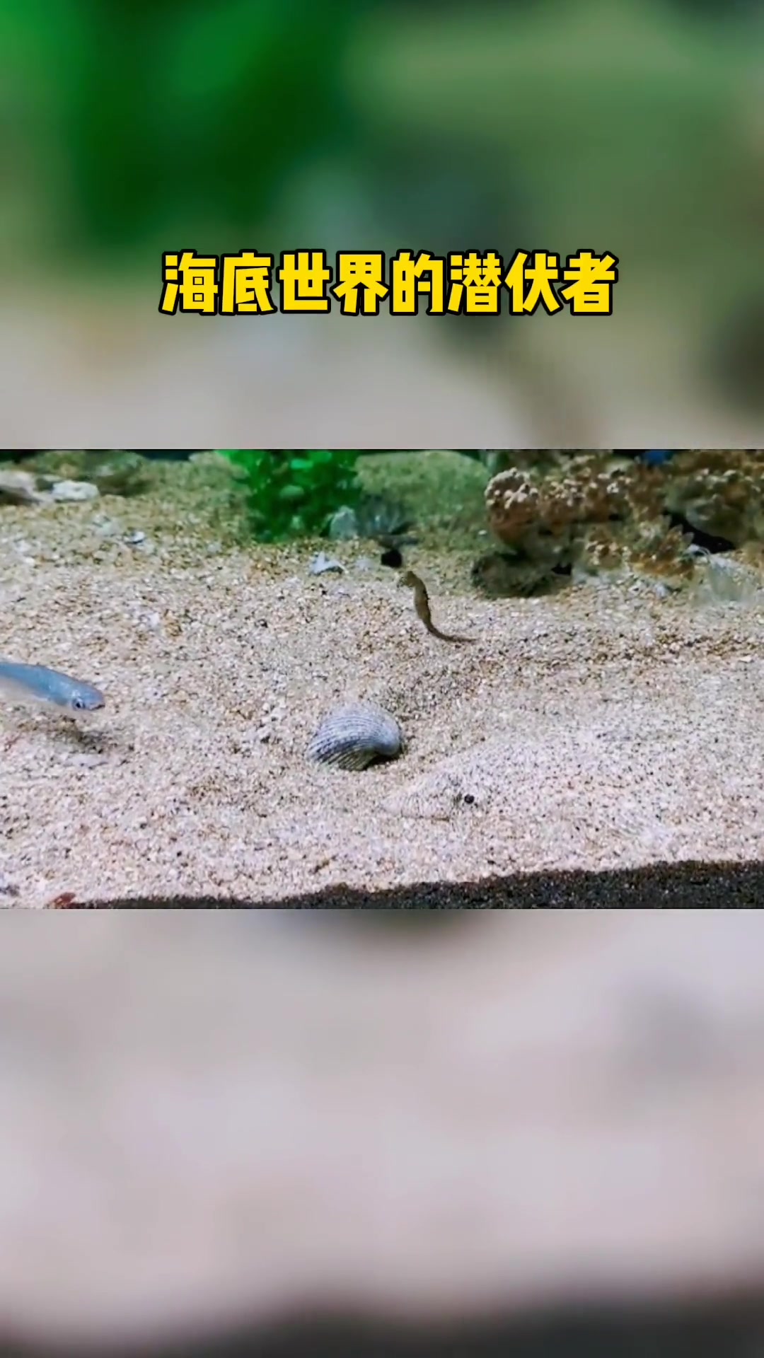 海底世界的潜伏者,沙里趴子鱼的隐藏技能真是没谁了 海洋生物 海底世界 鱼