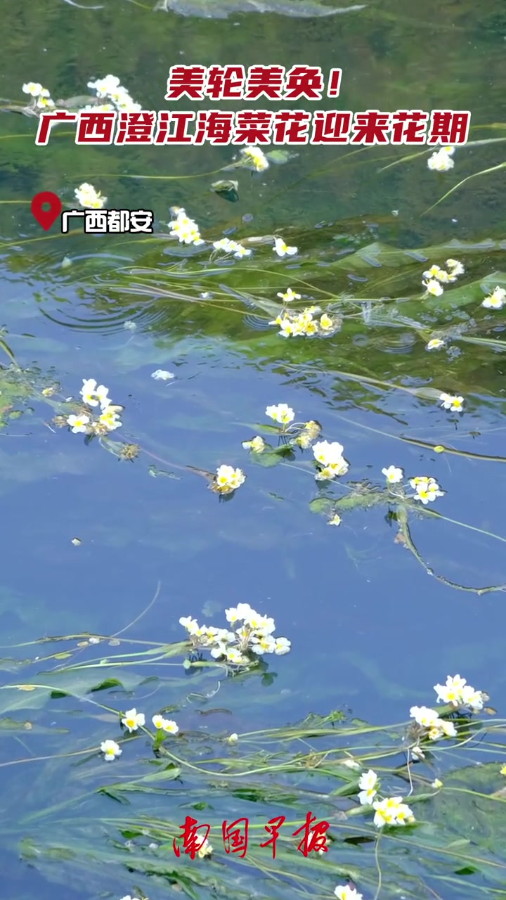 美轮美奂!广西澄江海菜花迎来花期