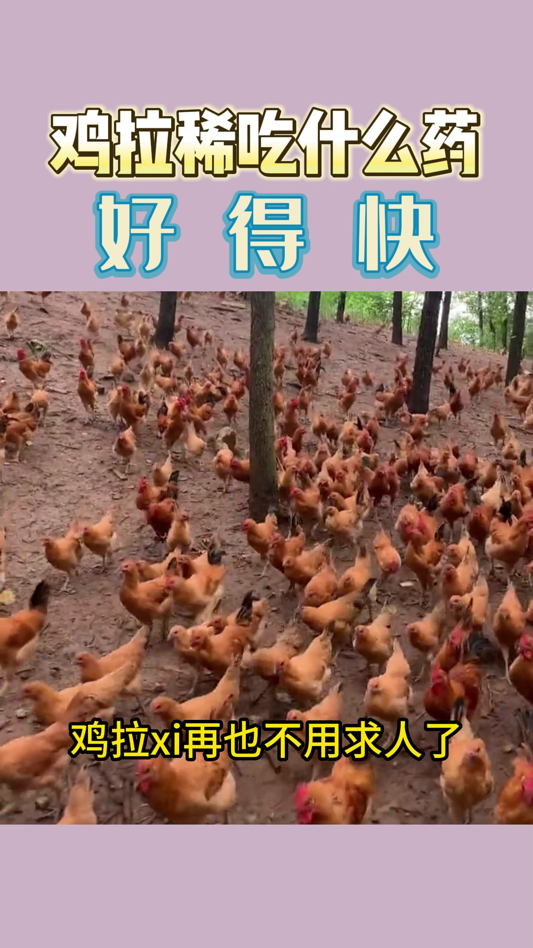 鸡拉稀吃什么药好得快?
