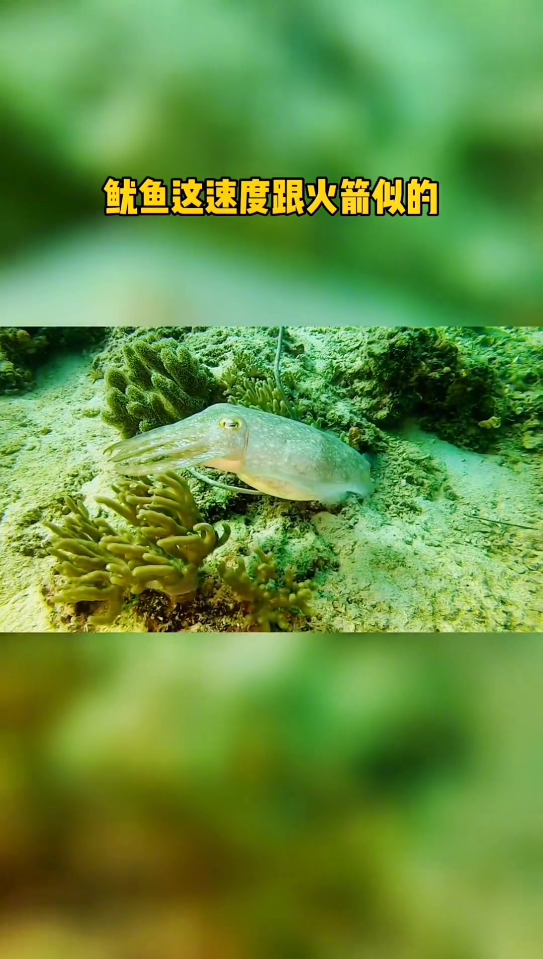 鱿鱼这速度跟火箭似的,嗖的一声无影无踪 海底世界 海洋生物 鱿鱼