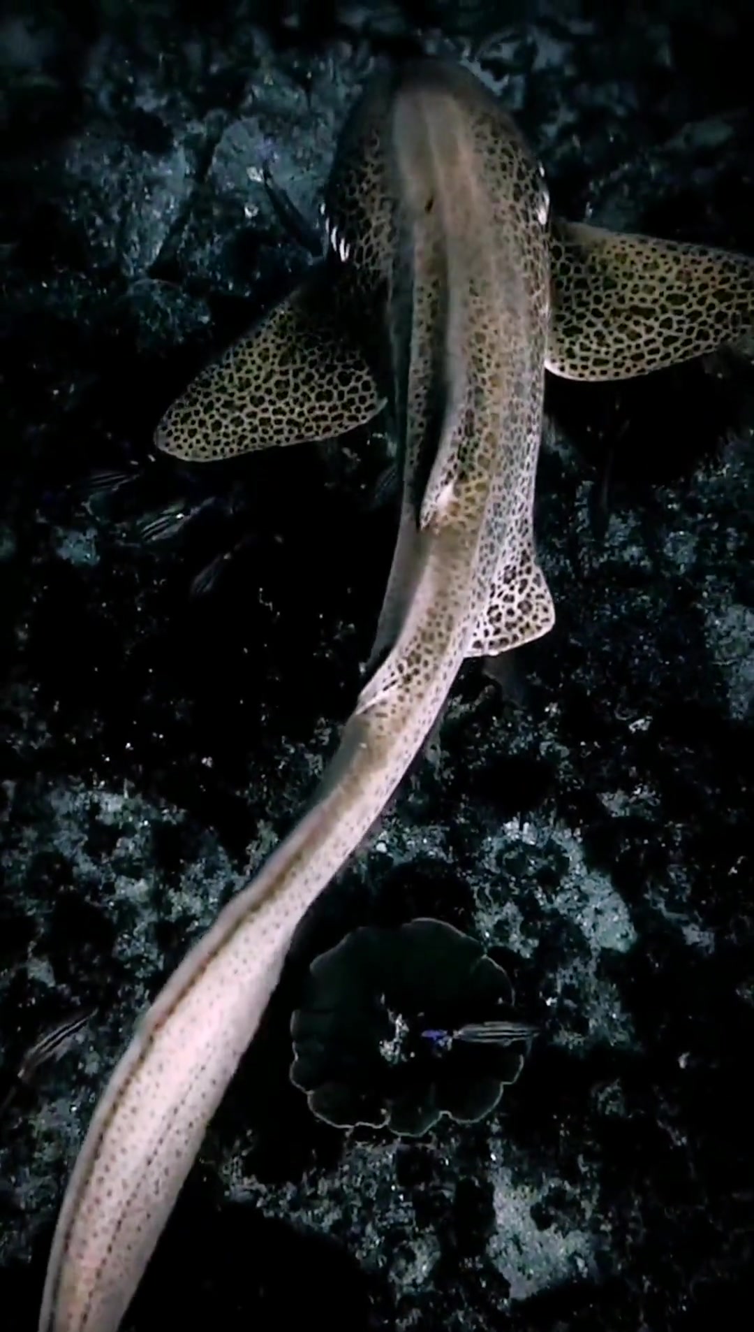 海底世界还算温顺优雅的几种鲨鱼了 海底世界 海洋生物 鲨鱼