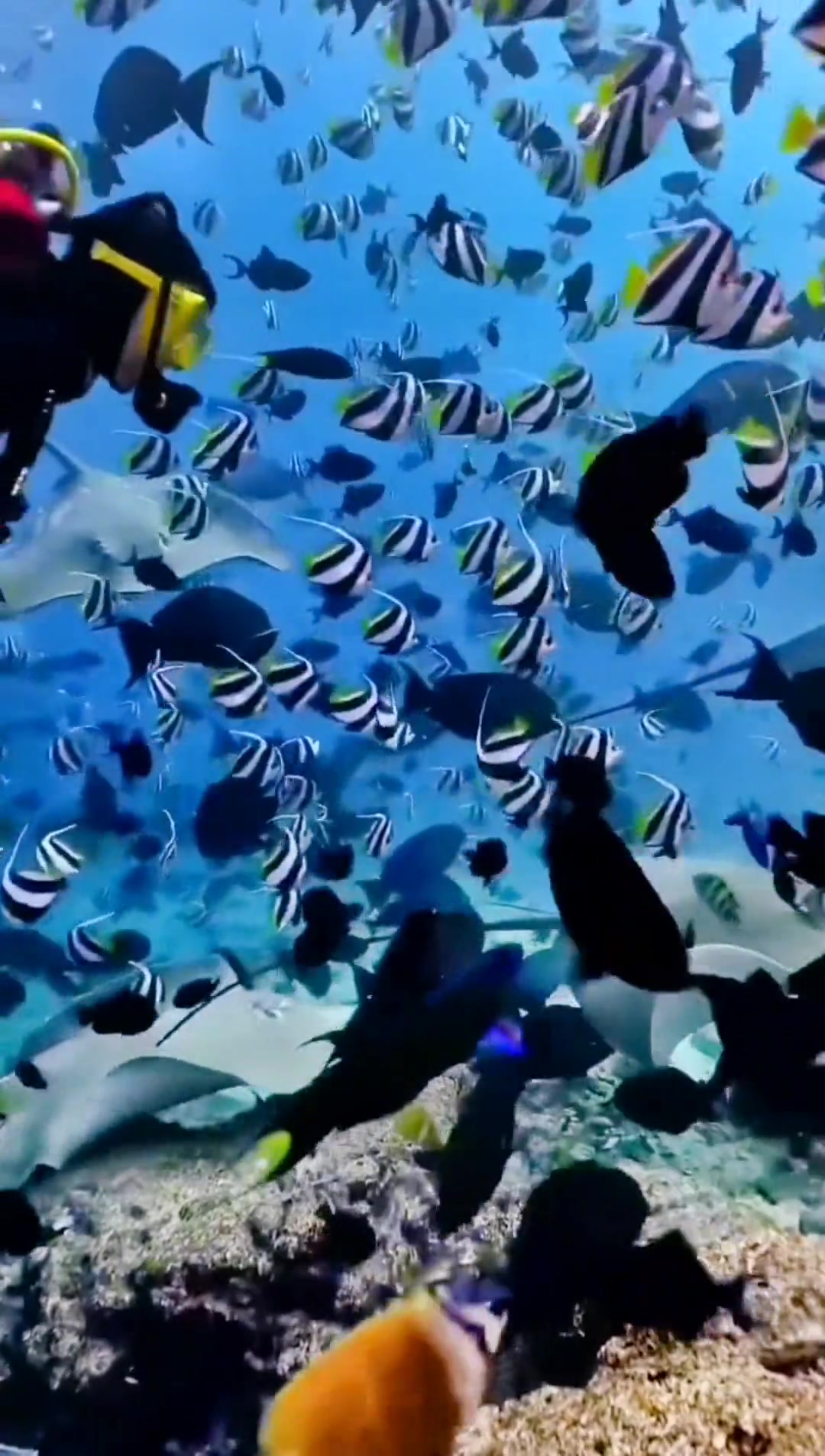 迷人的海底鱼群 海底世界 鱼
