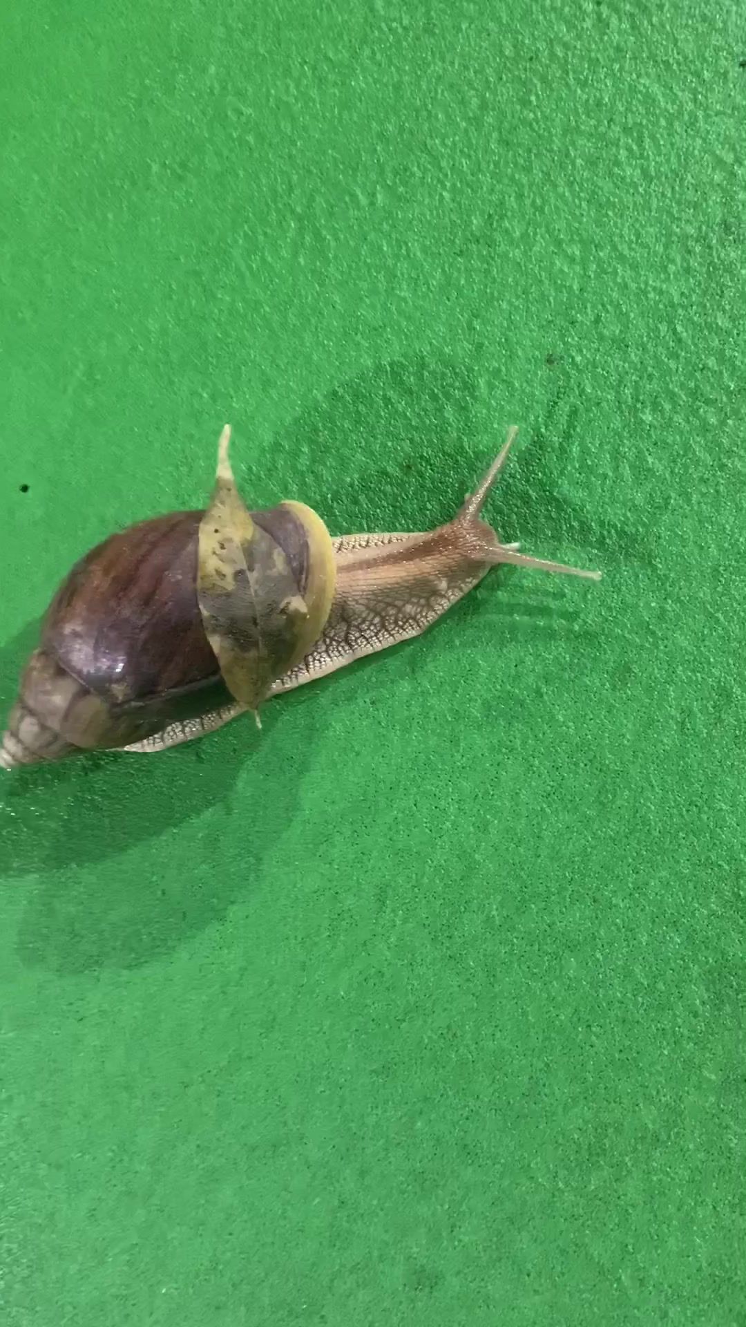 生命不息的蜗牛.动物世界纪录的生活