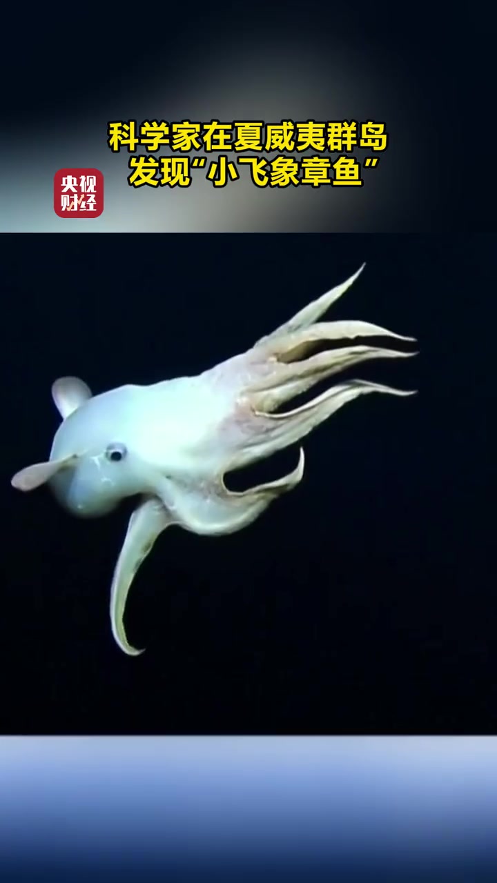 小飞象章鱼来喽!科学家在夏威夷群岛发现小飞象章鱼