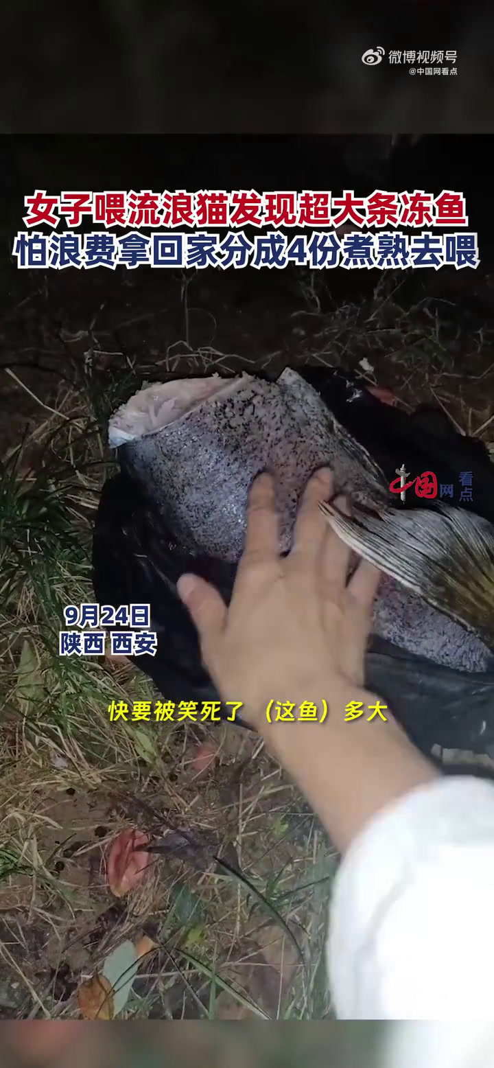 「哭笑不得!女子喂猫发现有人投喂10多斤重冻鱼:猫咪无法下口,最后拿回家分4份煮熟了才喂「