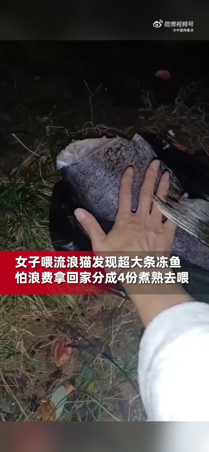 「哭笑不得!女子喂猫发现有人投喂10多斤重冻鱼:猫咪无法下口,最后拿回家分4份煮熟了才喂「