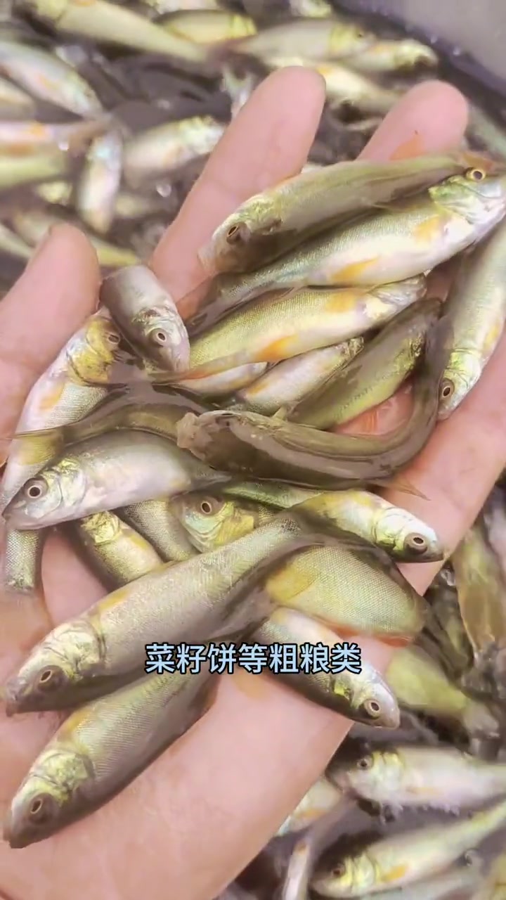 丁桂鱼苗,几个月就可以出塘的鱼,一年能长到一斤多,肉质非常鲜嫩,有抗严寒,耐低氧,可高密度