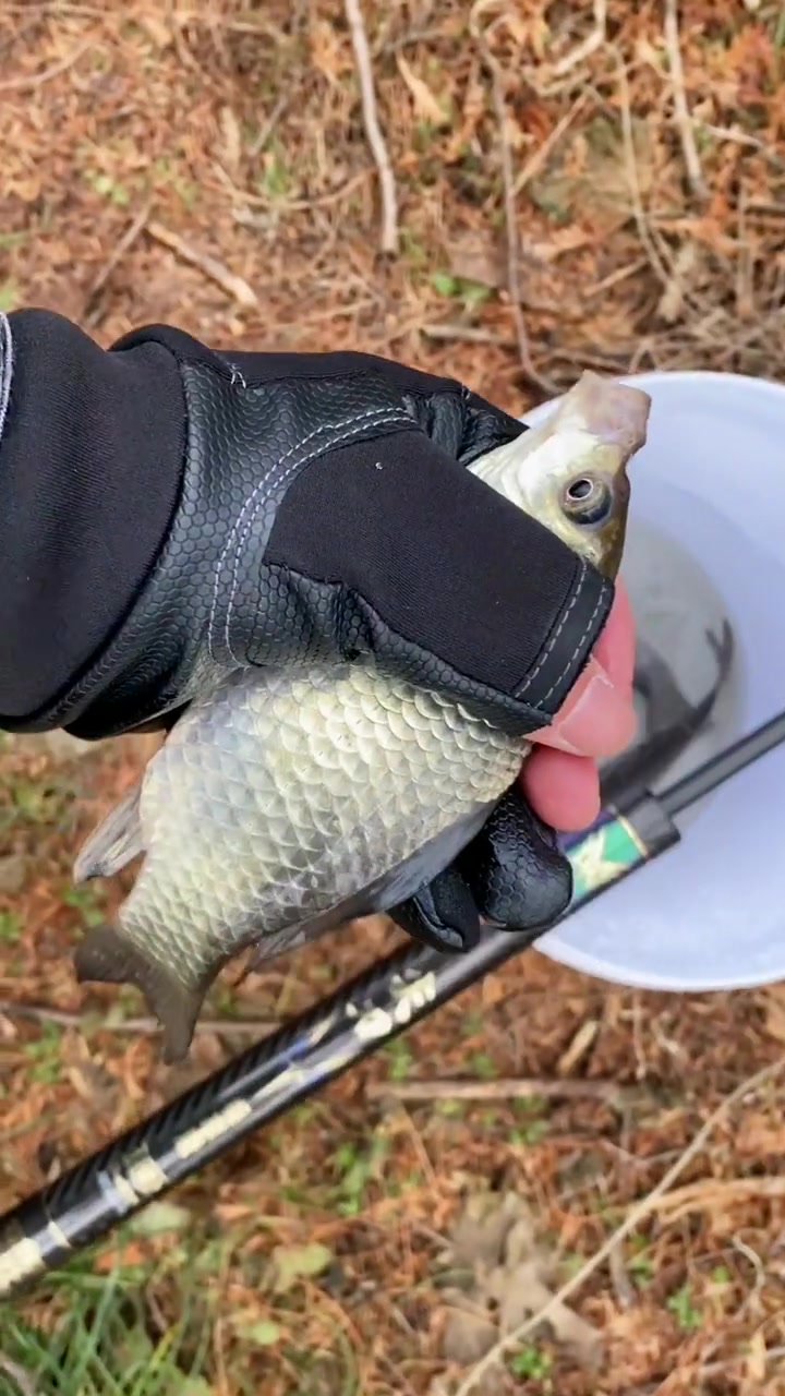 什么颜色的大鲫鱼,才是你的最爱?钓鱼人 户外