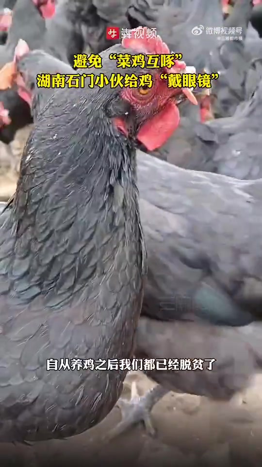 「菜鸡互啄湖南伢子给鸡戴眼镜」湖南省常德市石门县三圣乡天门垭村六组养殖专业户万竹波,从20