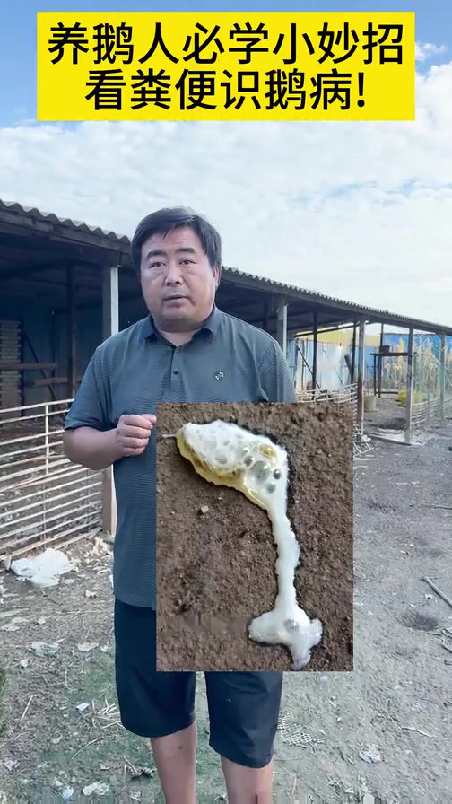 养鹅人必学小妙招!看粪便,识鹅病!