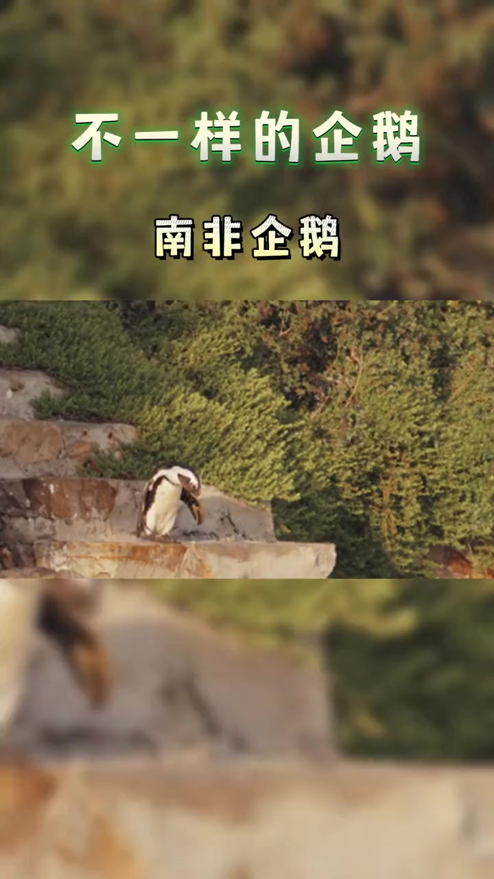 不一样的企鹅故事:南非企鹅的黑白世界