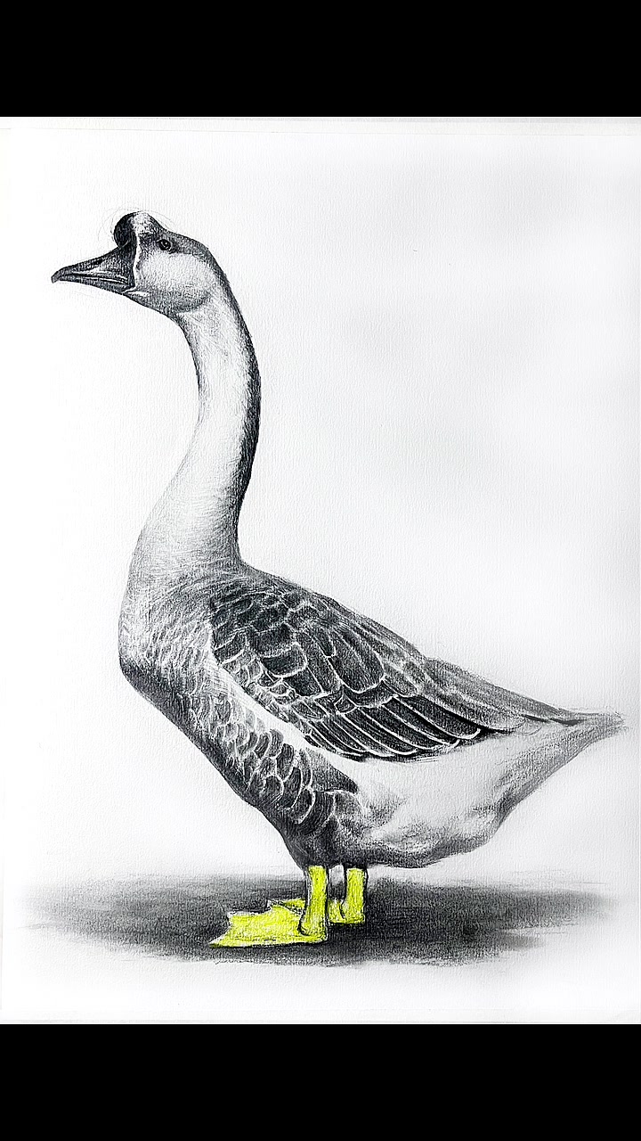 猜猜他叫什么?是鹅还是鸭?