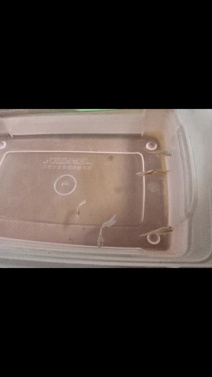 第一次见证孔雀鱼,生宝宝啦。小鱼仔们太可爱了。哈哈