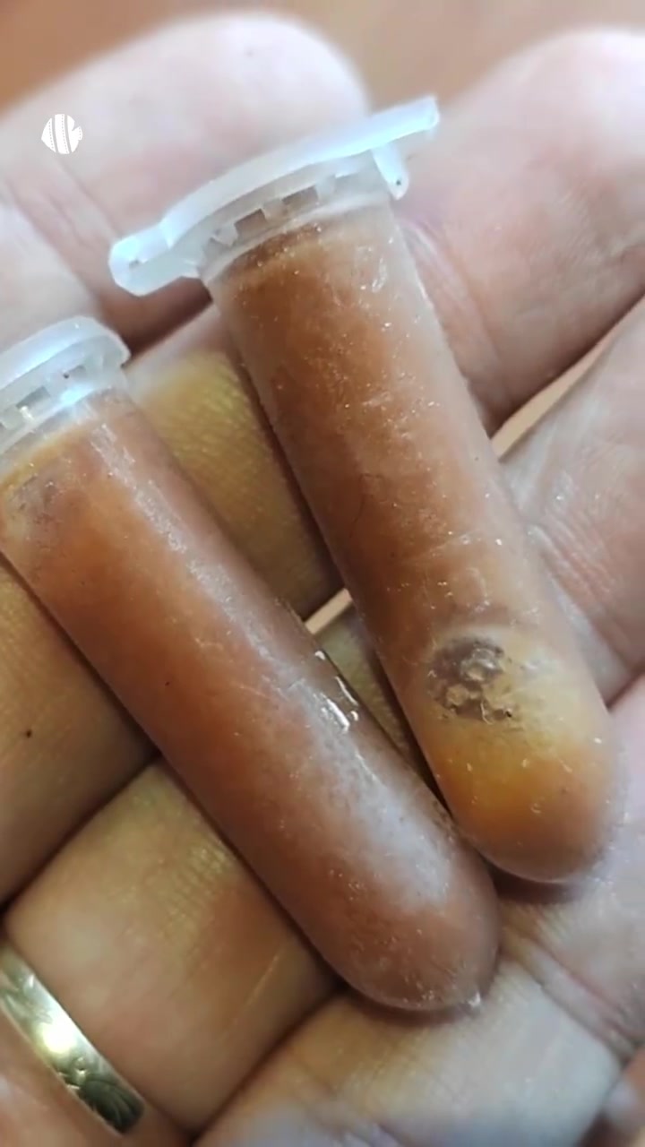 丰年虾卵,脱壳的冷冻的孵化的,被喂错了