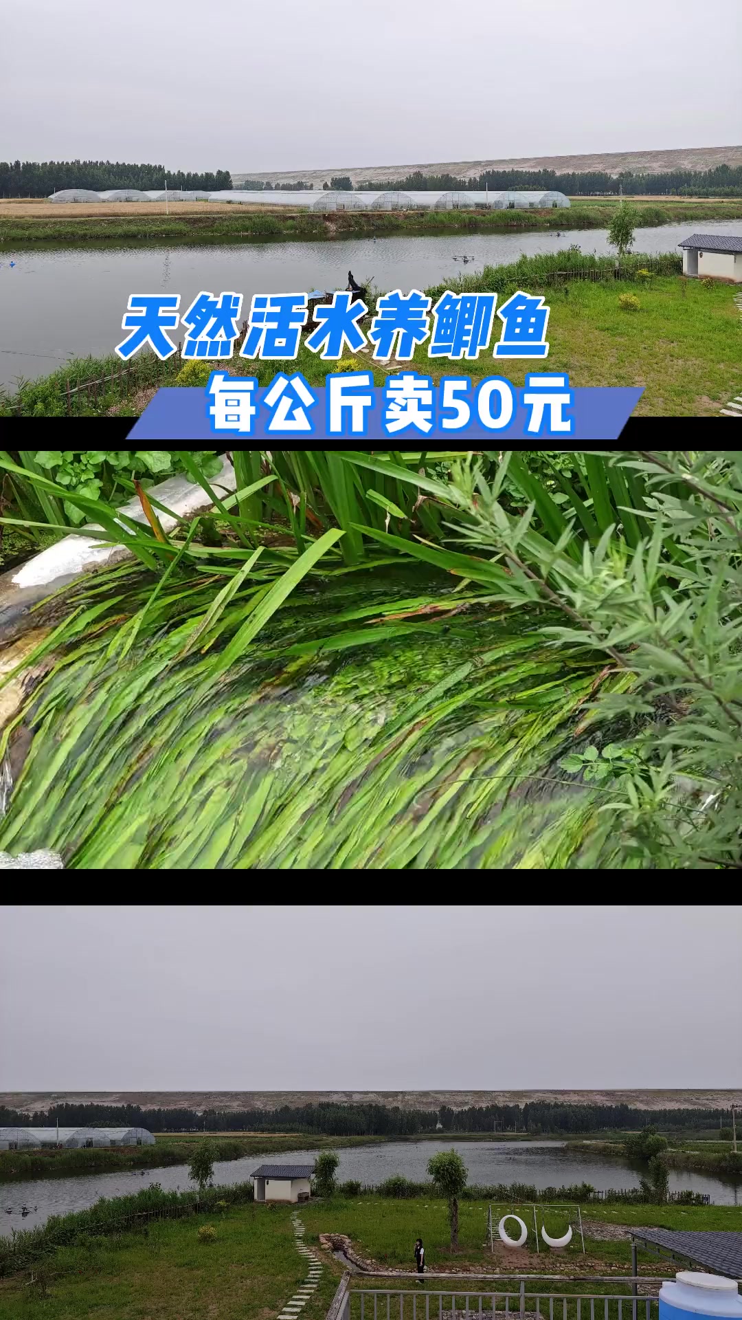 天然活水养鲫鱼,每公斤卖50元