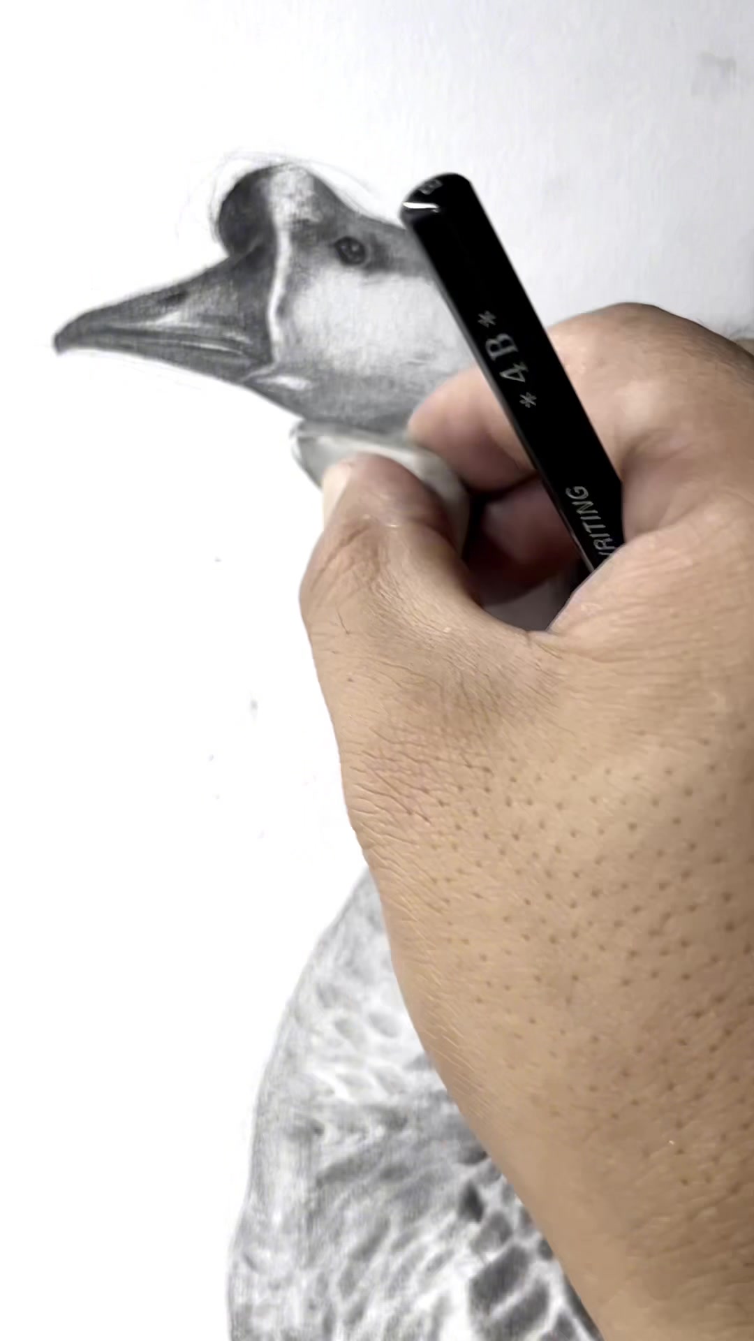 家禽素描雁鹅素描技法干货免费过程