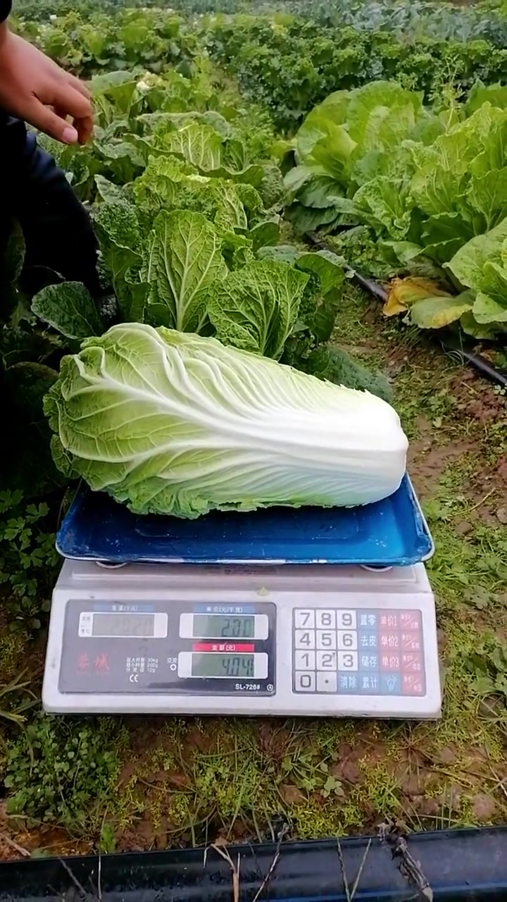 川塔农科——闺秀大白菜,品种介绍!蔬菜种子 大白菜 三农 白菜种子