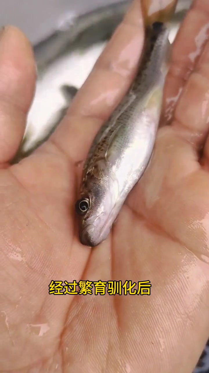 金沙鲈鲤鱼苗,地方名:金沙鲈鲤,大花鱼、豹纹花鱼,属于凶猛的肉食性鱼,被称为老虎鱼 金沙鲈