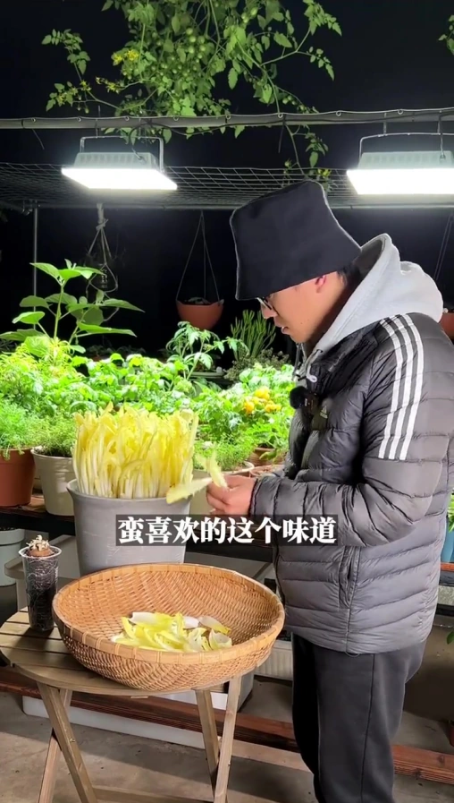 不要需要阳光就可以种的金玉兰菜