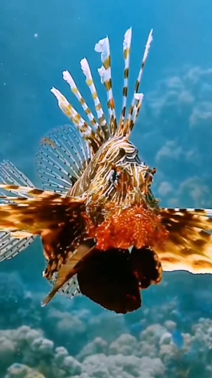 高清海底世界美与丑大鱼小鱼,形态万千 海底世界 海洋生物 鱼
