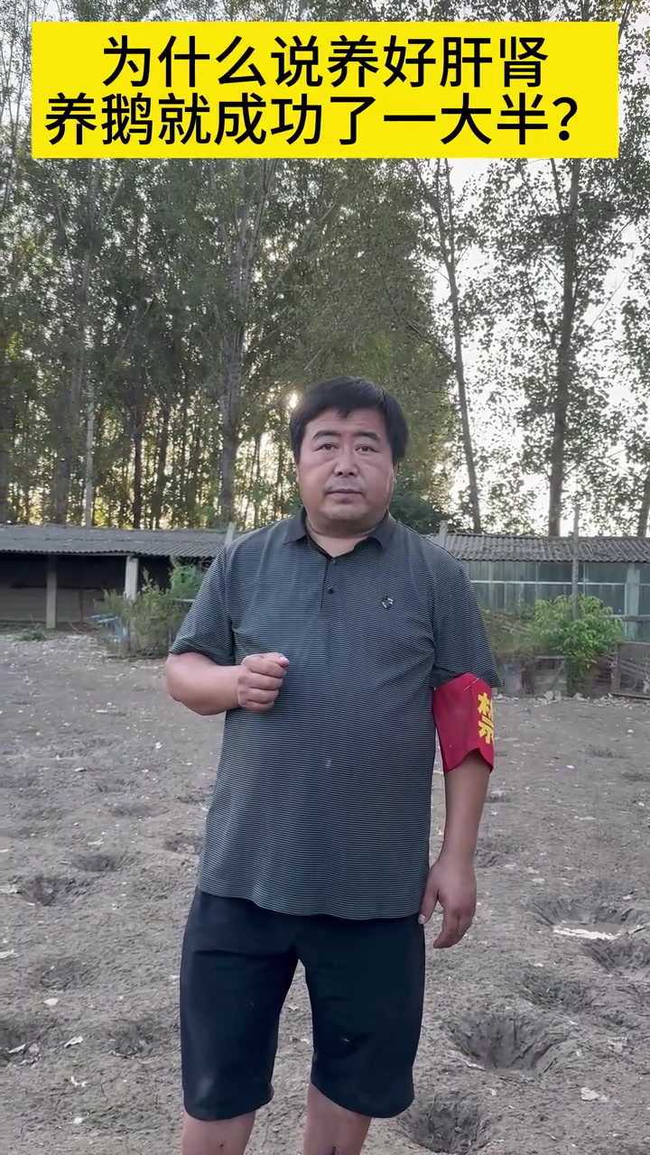 为什么说养好肝肾,养鹅就成功了一大半?肝肾对鹅到底有多重要?