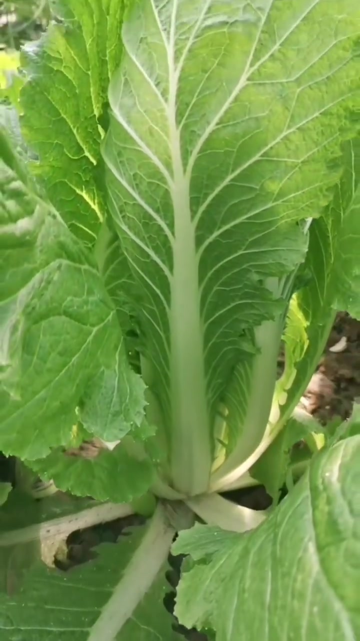大白菜生长季