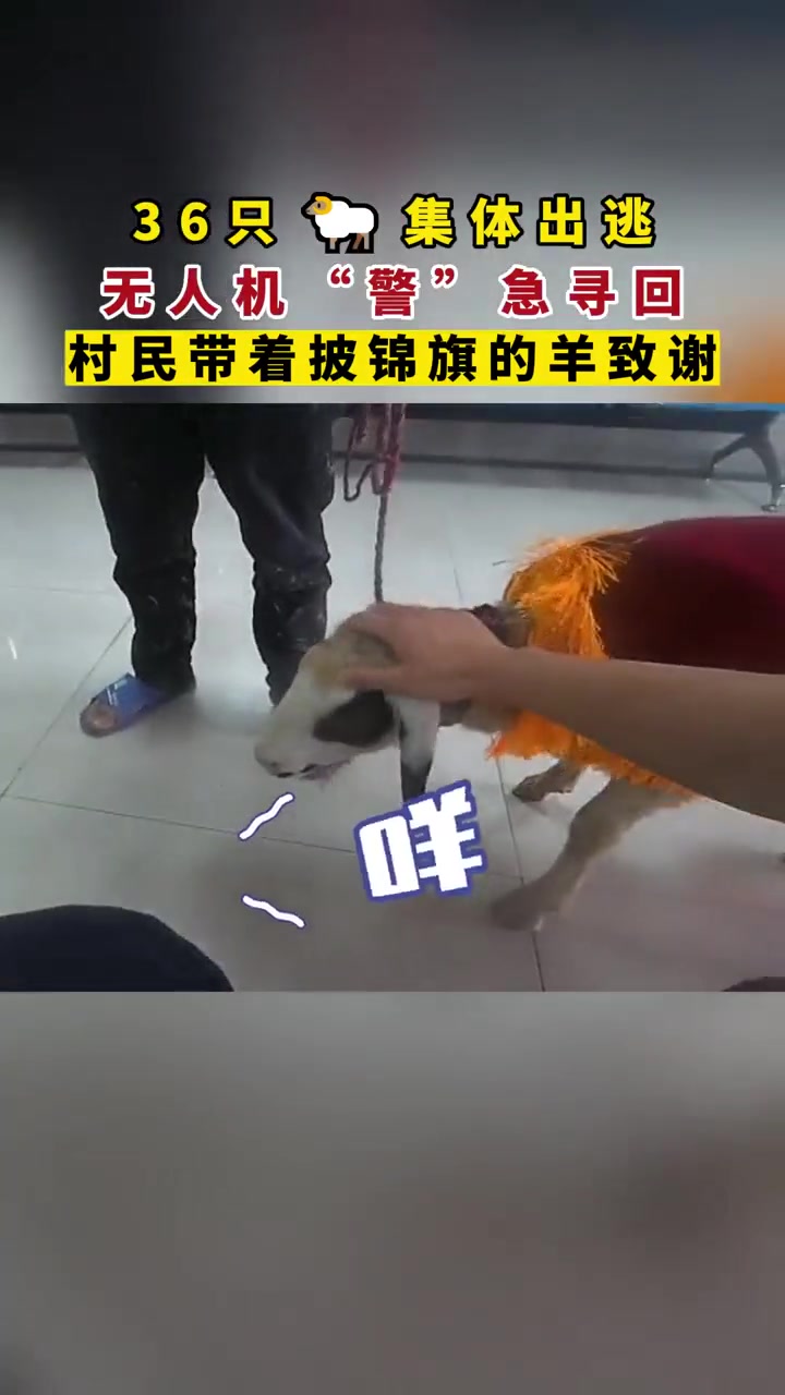 披着咩锦旗的羊到派出所送锦旗 身边暖警