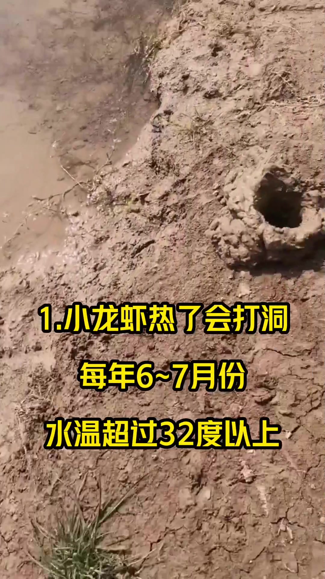 小龙虾打洞时间。