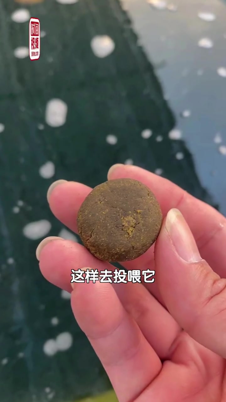 好运锦鲤!小女孩拿“小月饼”投喂50斤胖锦鲤:用鱼粮做的,捏成月饼形状