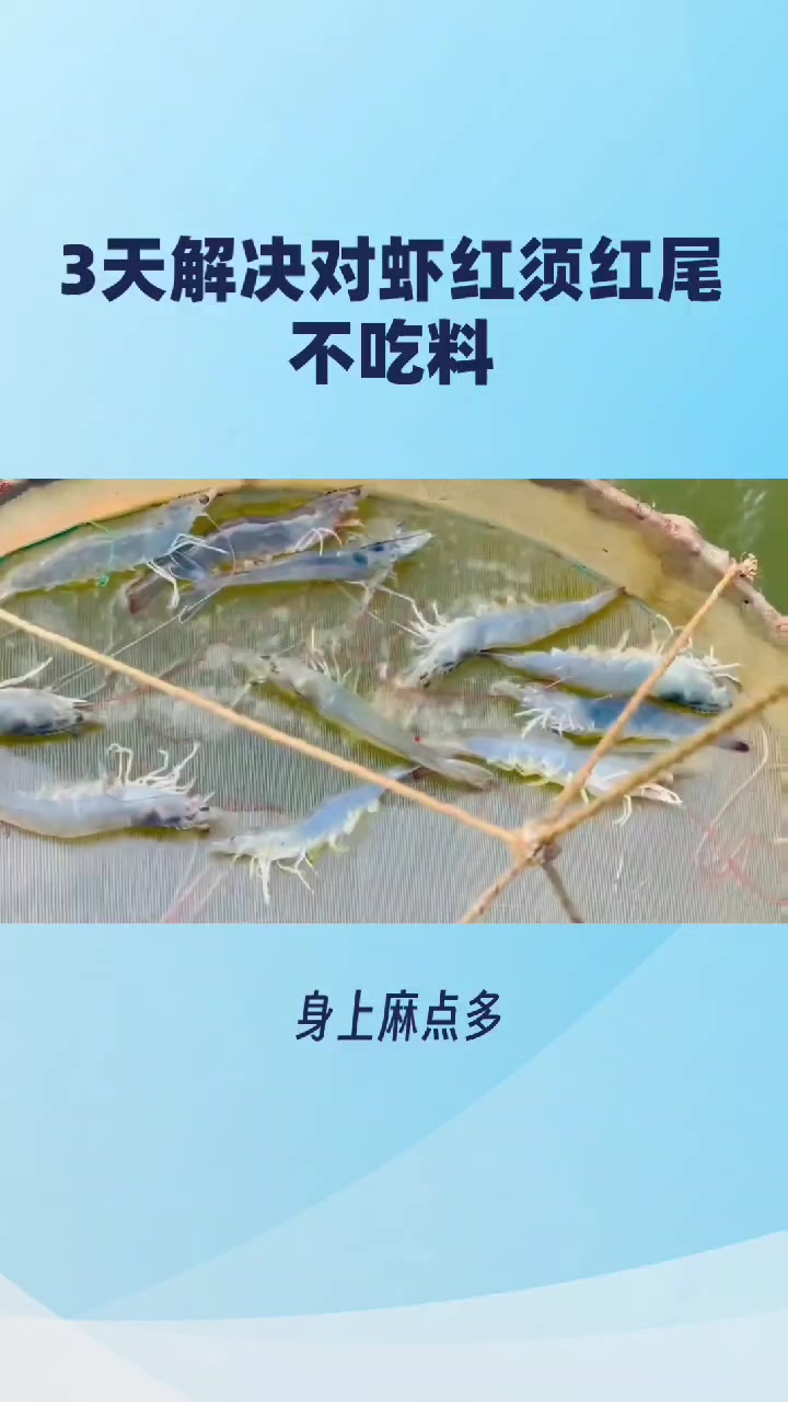 3天解决对虾不吃料的问题