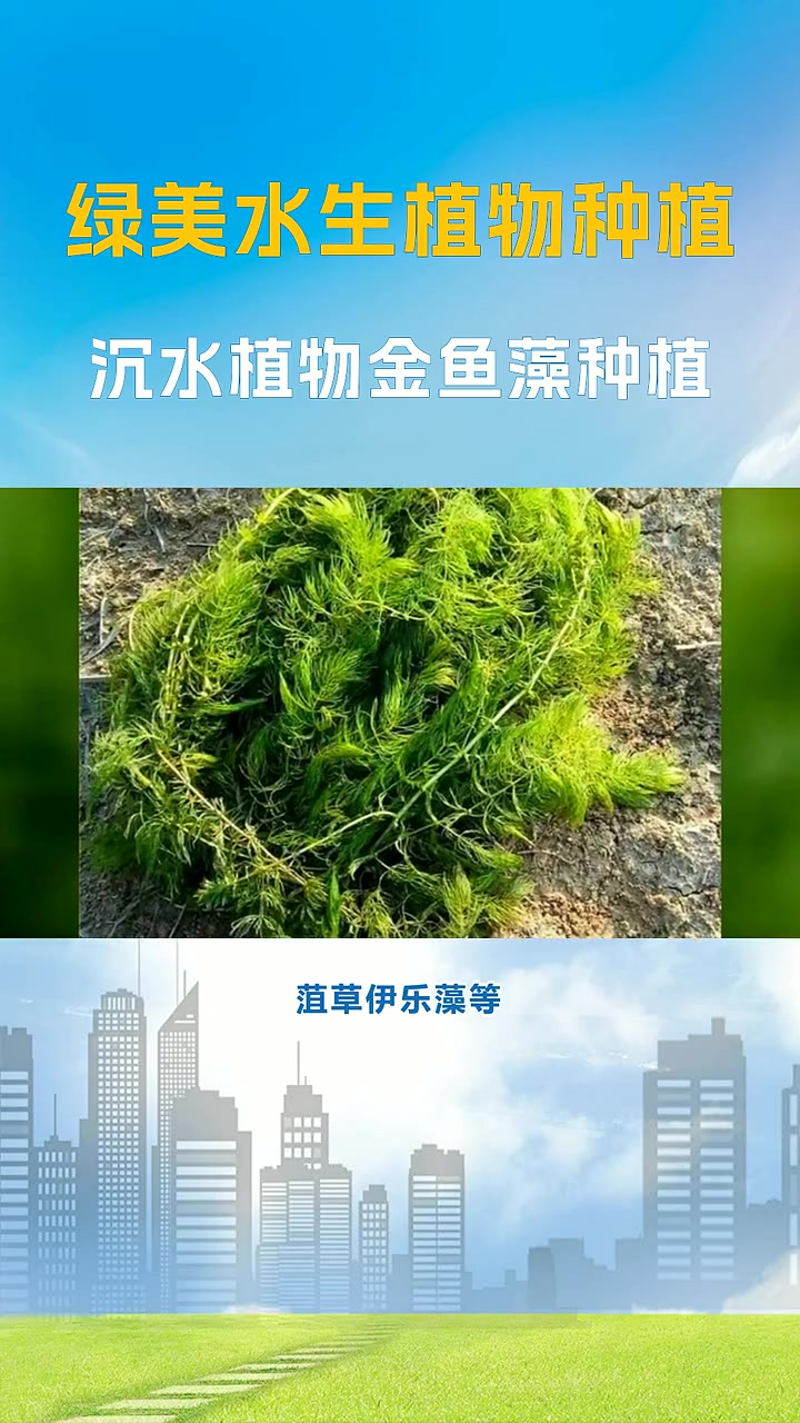 好养的沉水植物 沉水植物金鱼藻种植 沉水植物的收割