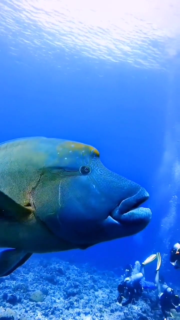 珊瑚群里蕞大的鱼类苏眉鱼又称拿破仑鱼,喜欢接近人类,它丑的可爱,但濒临灭绝。海底世界 海洋