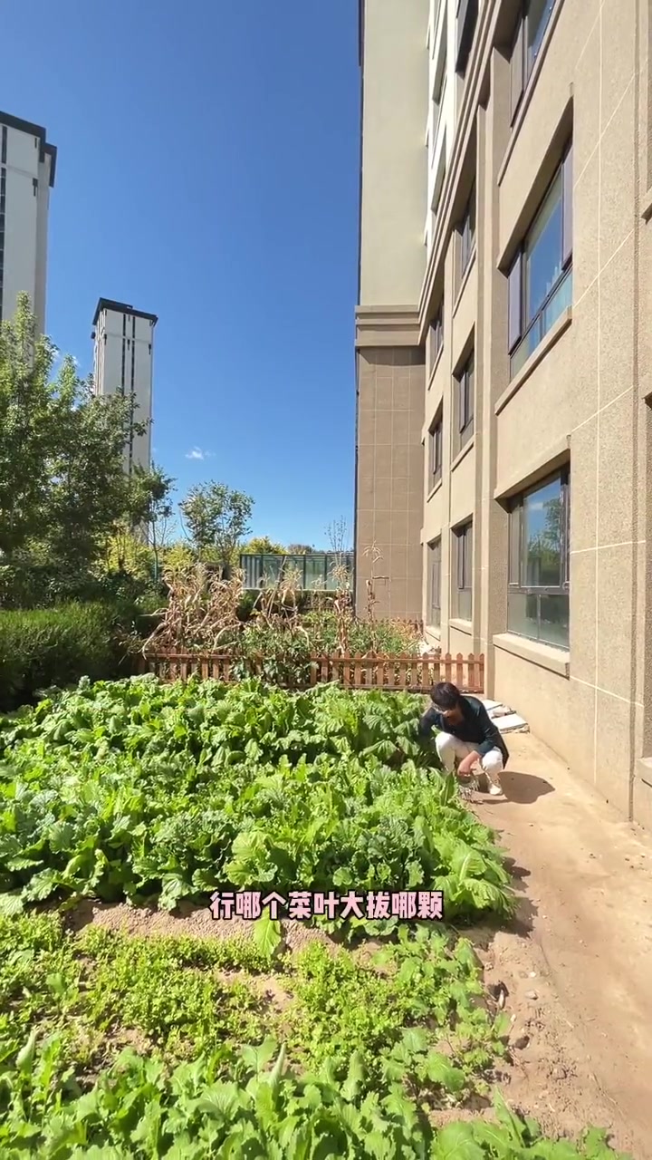 这就是有家有园的生活,自己家的菜园子,伸手就来,吃着就是随心 一楼带小园 实景现房 赤峰新