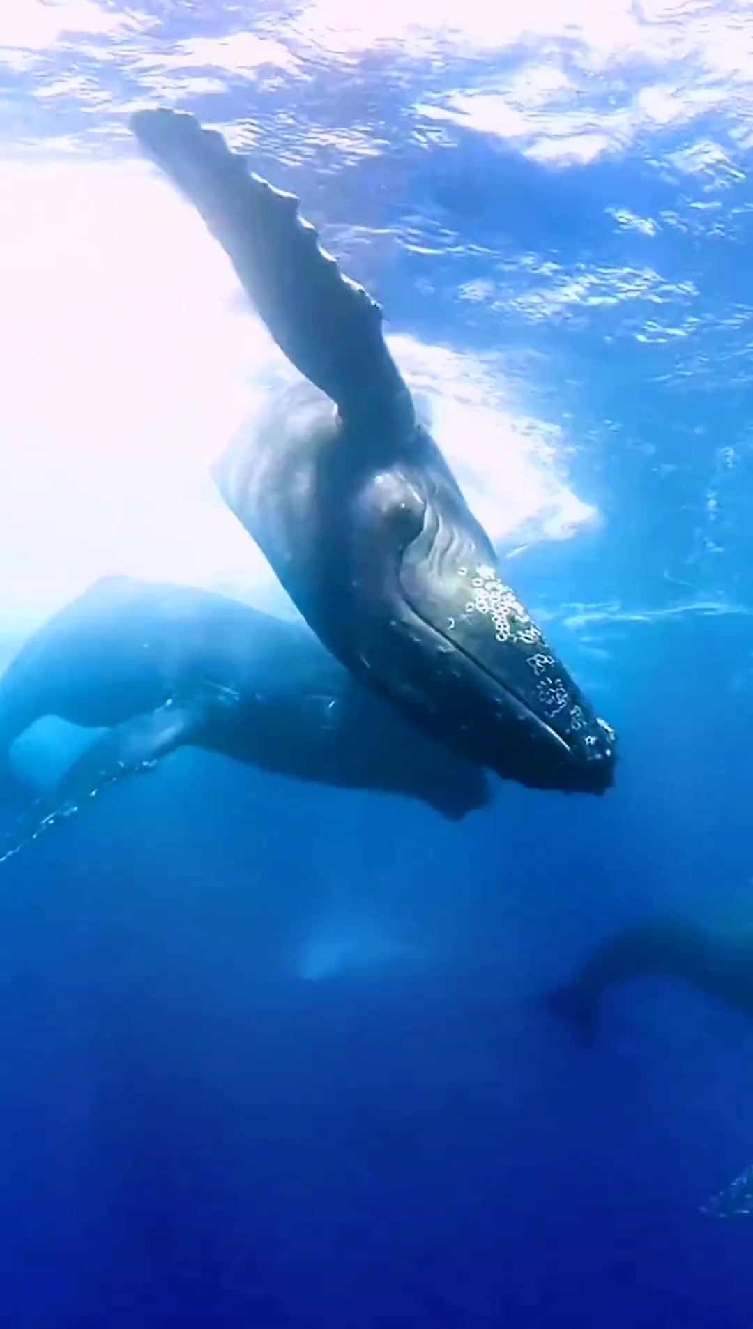 鲸鱼为什么要在海中翻滚,然后奋力越出水面?海洋生物 海底世界 鲸鱼