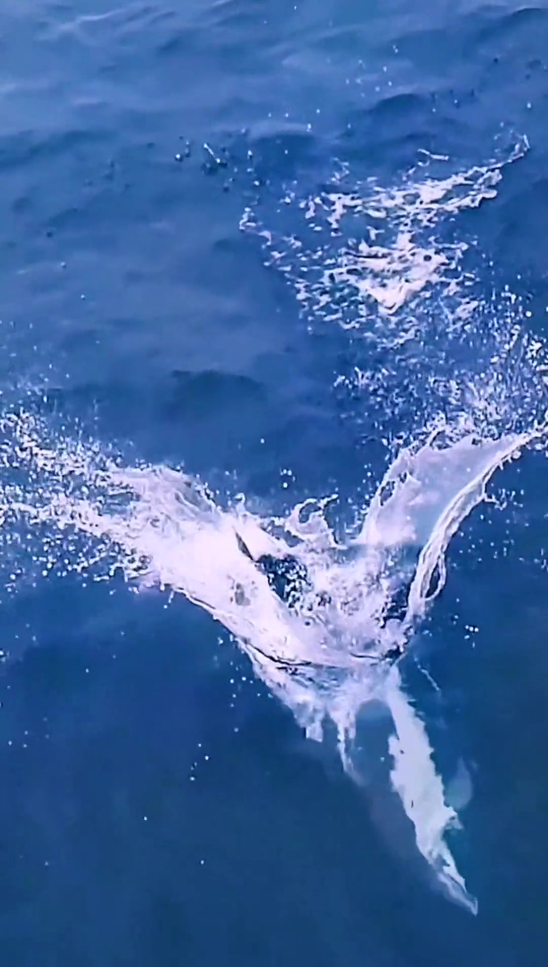 海底世界漂亮唯美鱼群自由自在活力十足 海洋生物 海底世界 鱼