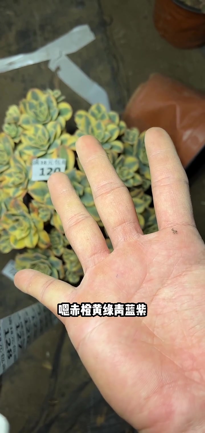 我推荐了 多肉法师,快来看看!