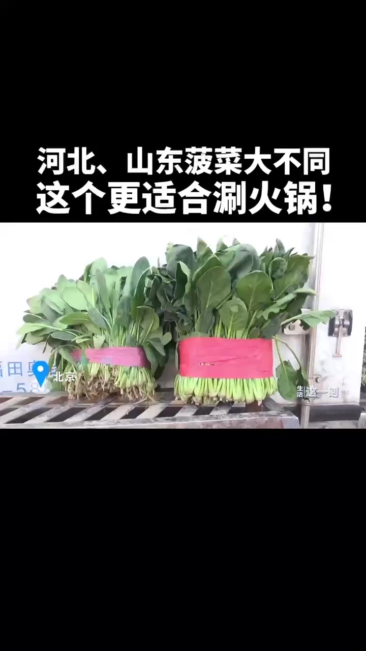 河北、山东菠菜大不同 这个更适合涮火锅!蔬菜真相大揭秘!