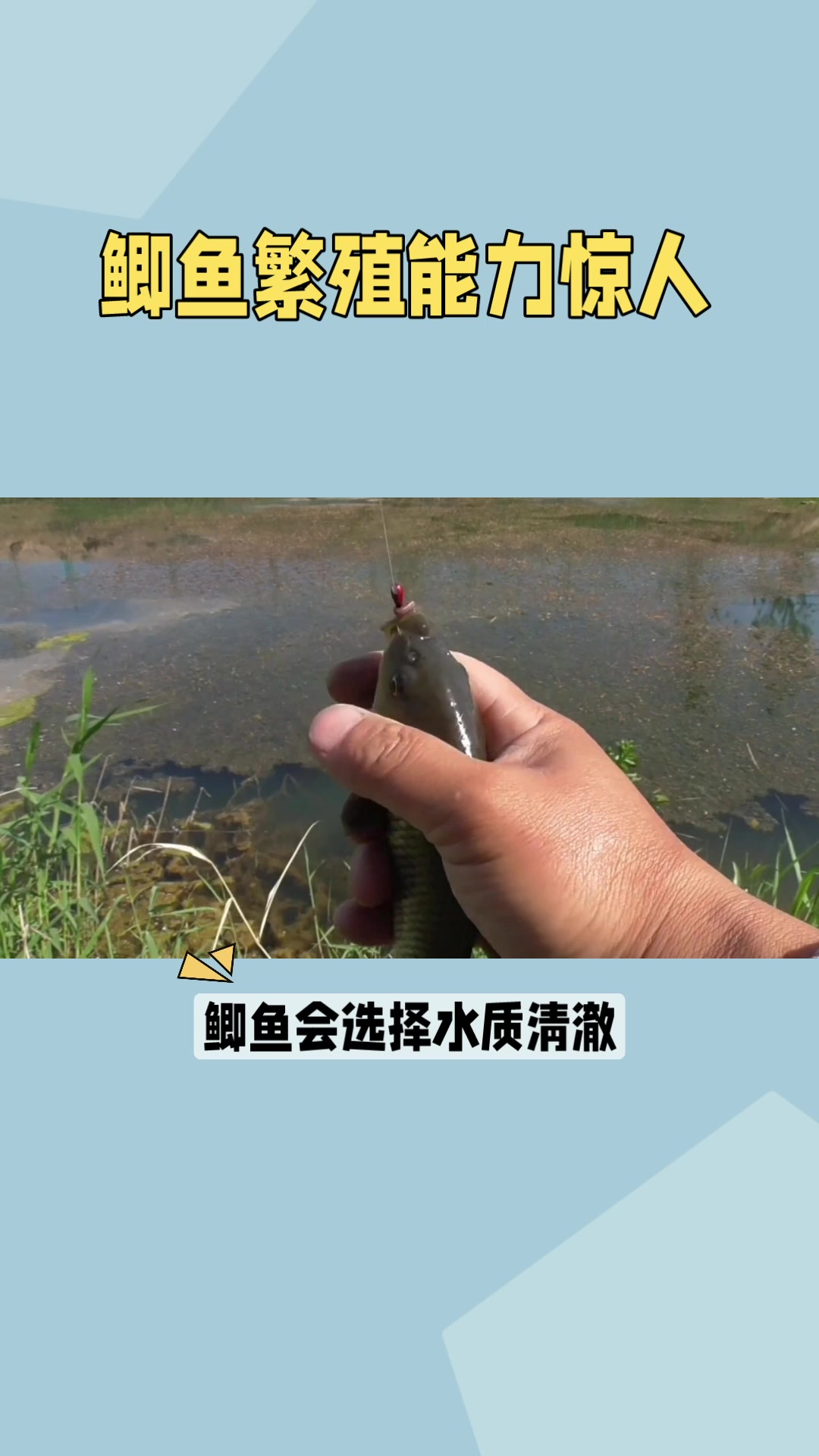 鲫鱼繁殖的秘密大家知道到吗