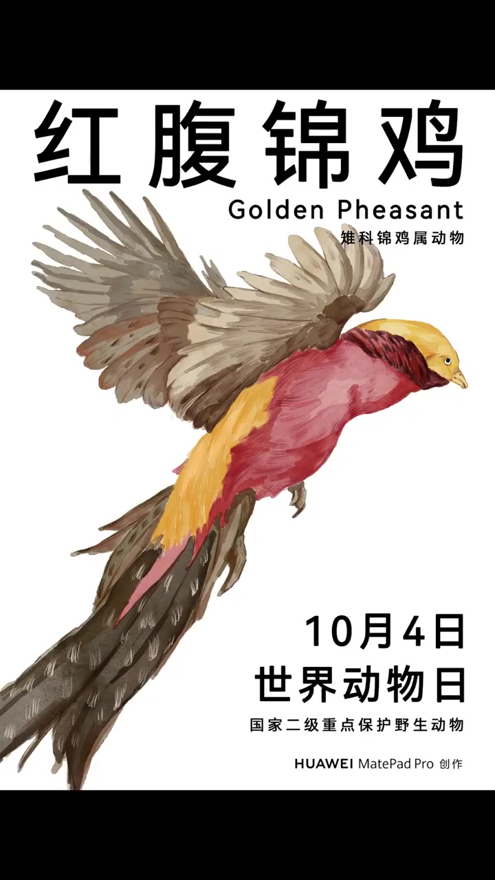 00后美术生把珍稀鸟画活了今天是 世界动物日,湖南长沙一位00后美术生,在街头快闪作画,画