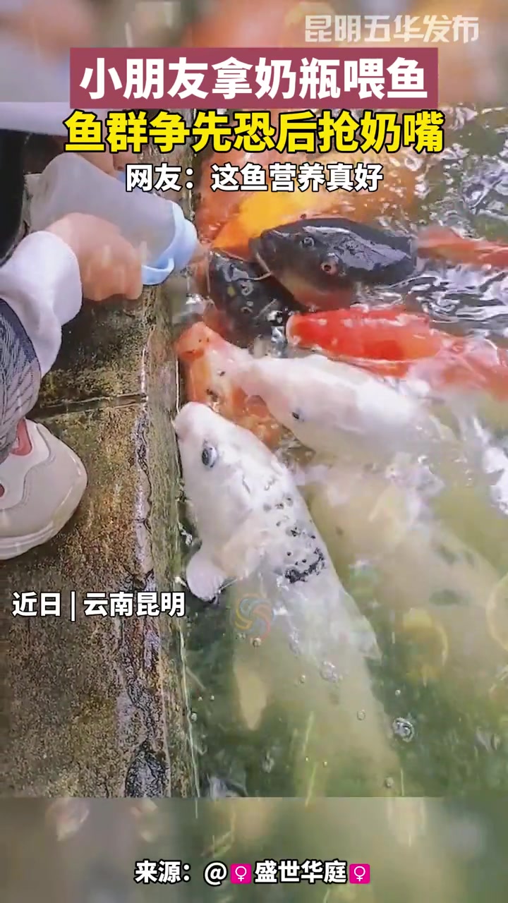 小朋友拿奶瓶喂鱼,鱼群争先恐后抢奶嘴 好运锦鲤 带娃日常 动物